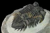 Coltraneia Trilobite Fossil - Huge Faceted Eyes #154338-3